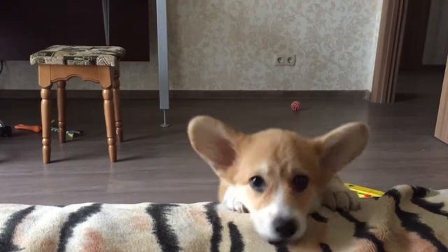 ВЕЛЬШ КОРГИ ПЕМБРОК - щенок пытается запрыгнуть на кровать | PEMBROKE WELSH CORGI смотреть онлайн