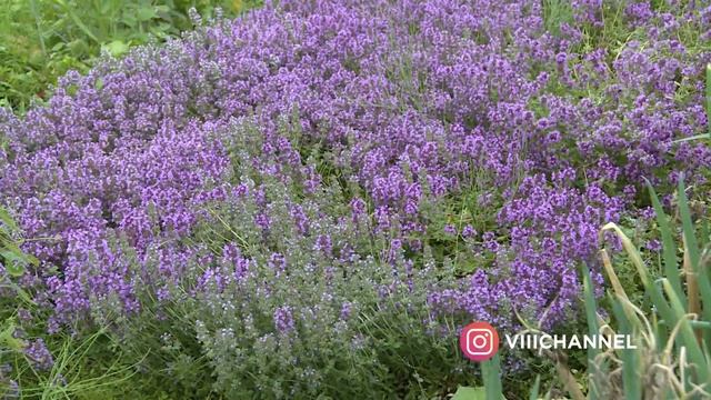 «Сады и огороды Приморья». АВГУСТ. смотреть онлайн