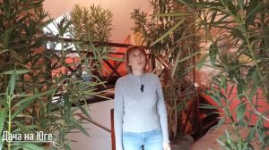 Дача на Юге - Олеандры и вредители