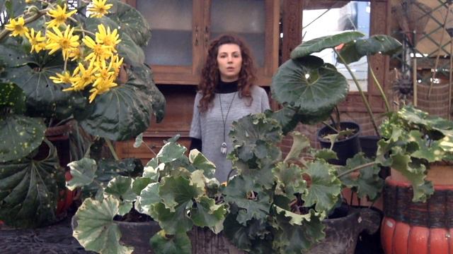 Farfugium Japonicum