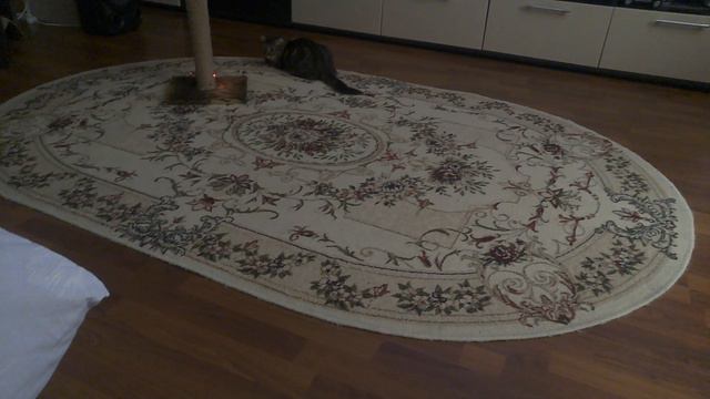 моя кошка бегает за лазером смотреть онлайн