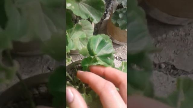 Вредители пеларгонии, герани. Гусеницы "капустницы". Последствия. смотреть онлайн