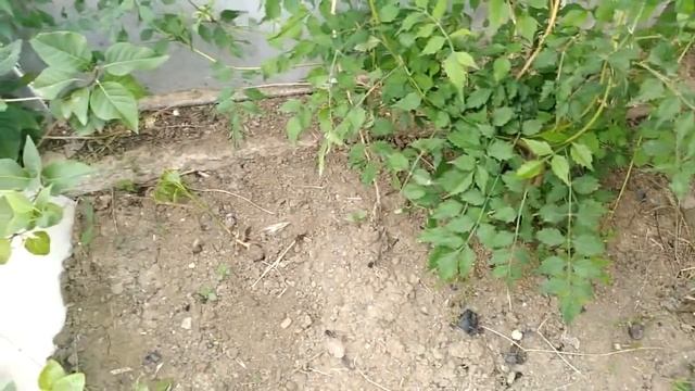 Анапа. Грецкий орех. Как из орешка вырастить дерево. смотреть онлайн