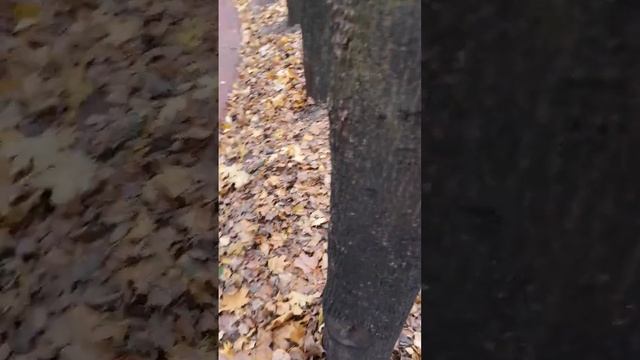 OK, эта белка не сумчатая ? OK, this squirrel is not a bag type squirrel смотреть онлайн