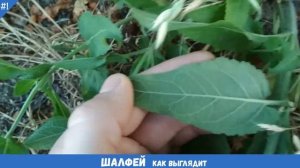 КАК ВЫГЛЯДИТ ШАЛФЕЙ (КРУПНЫМ планом) | САЛЬВИЯ дубравная и ШАЛФЕЙ - одно и тоже