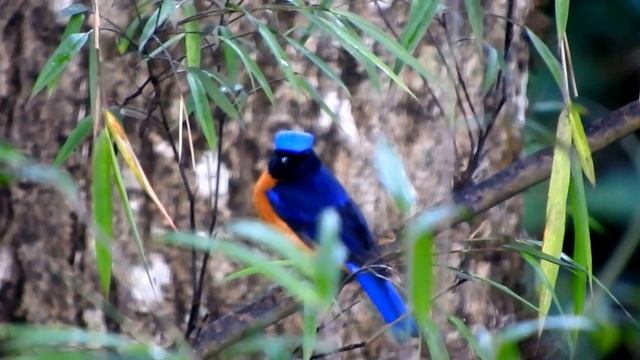 Rufous-bellied Niltava (Male) - 1 смотреть онлайн