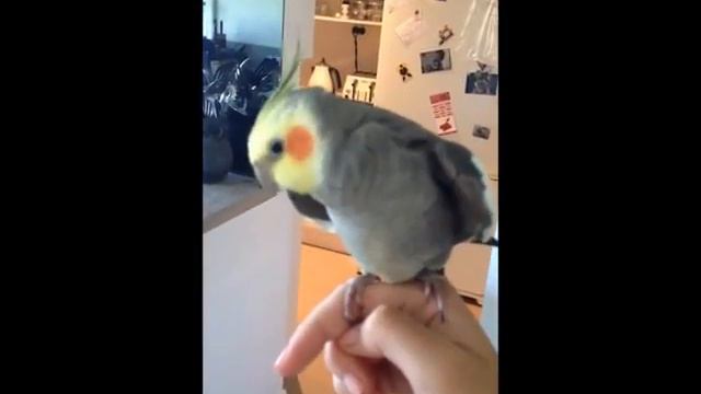 Мой попугай исполняет ДапСтеп!!! смотреть онлайн