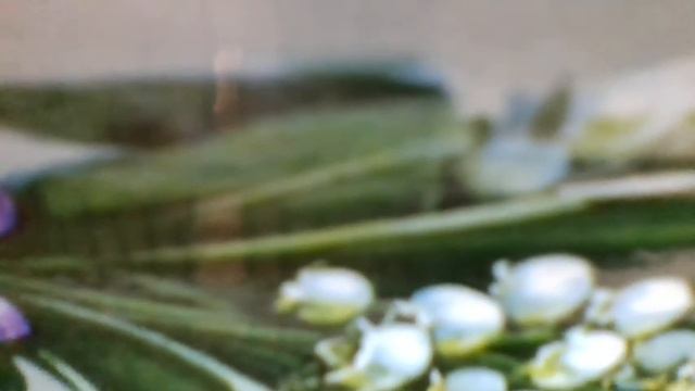 Цветут цветы, ни я ни ты,уже не можем их сорвать.Цветут цветы, среди зимы,считаю дни(наброски) смотреть онлайн