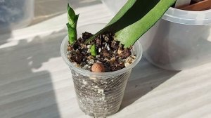 Сансевиерия, размножение, детки из листа.