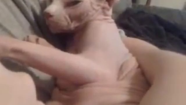 sphynx cat purring like turkey 2 смотреть онлайн