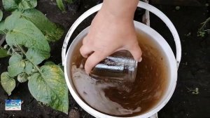 Удобрение Гуми Оми, как наводить и обрабатывать растения