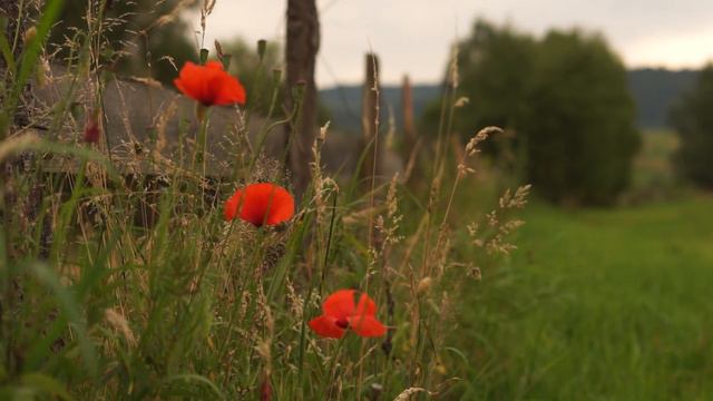 ПАХНЕ РІДНЕ СЕЛО смотреть онлайн
