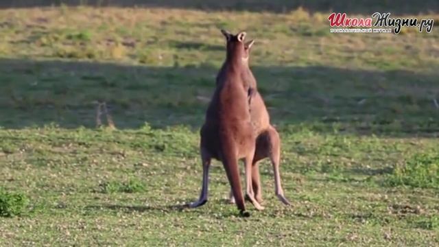 Кто Такие Кенгуру