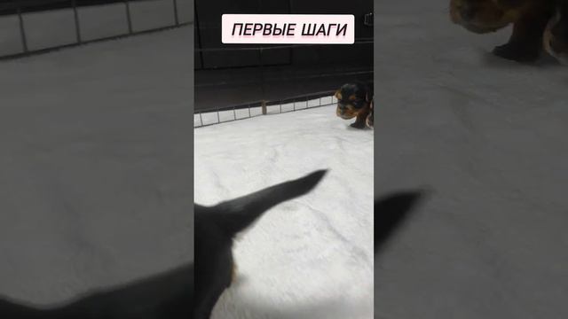 Первые шаги Йоркомалышей 🐾🐾 смотреть онлайн