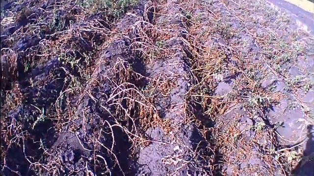 Прибирання зілля та бадилля на картоплі смотреть онлайн