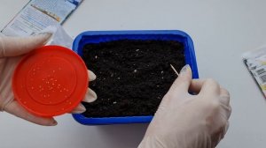 Сам РАСТЁТ И ЦВЕТЁТ! СУПЕР МНОГОЛЕТНИК для ПЕРЕДНЕГО ПЛАНА. Как ВЫРАСТИТЬ МАРГАРИТКУ из СЕМЯН