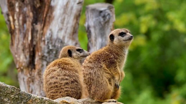 Звуки сурикатов / Сурикаты в живой природе/ Разговоры сурикатов смотреть онлайн
