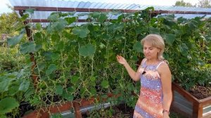 Как я выращиваю огурцы. Раскрываю свои секреты.@galabum