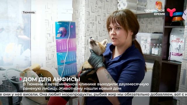 Лисице, которую сбила машина, нашли дом. смотреть онлайн