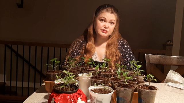 Рассаду лучше покупать или выращивать самостоятельно? смотреть онлайн