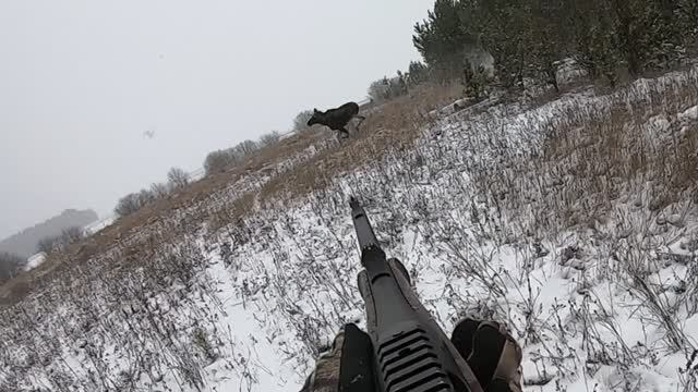 Два лося за день!!! Мне повезло! смотреть онлайн