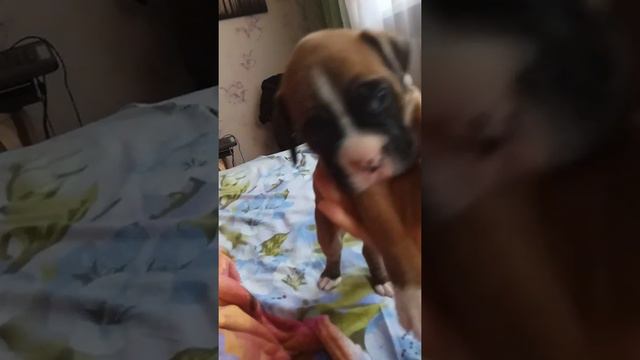 Злой щенок боксера. смотреть онлайн