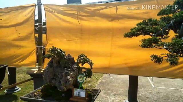 Tuban Indonesia Bonsai National Exhibition 2019 смотреть онлайн