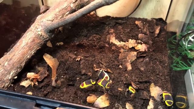 Содержание мокриц и жуков вместе, в одном террариуме. Жучиные новости! смотреть онлайн