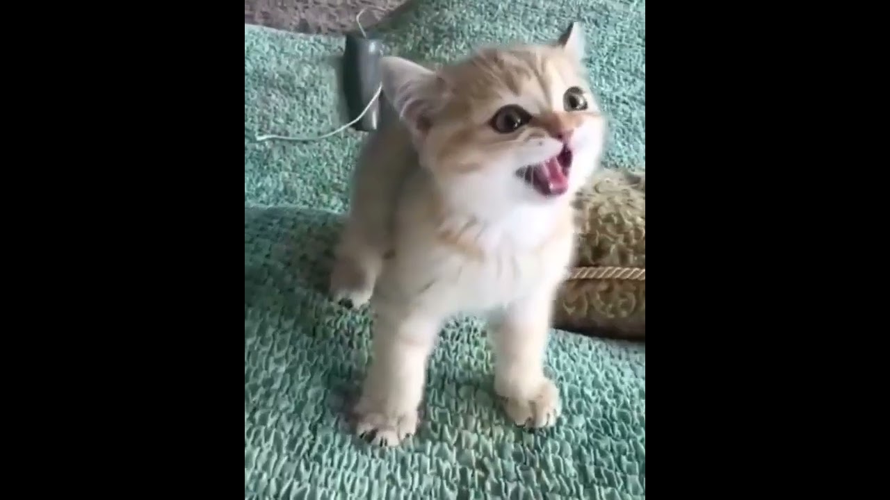 Прикольна классный котёнок смотреть онлайн