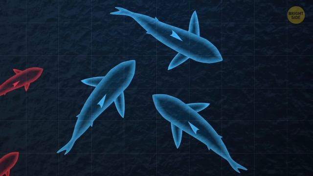 Megalodon Went Extinct Because of Great White Sharks смотреть онлайн