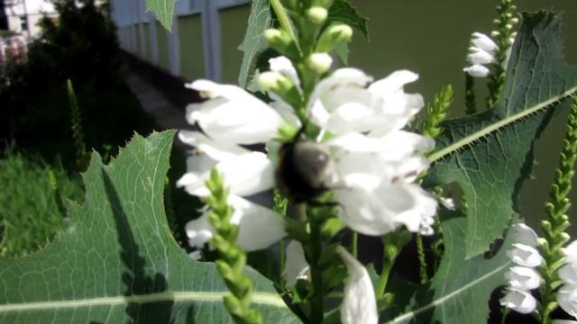Lumânărica albă (Physostegia virginiana) vizitata de un bondar смотреть онлайн