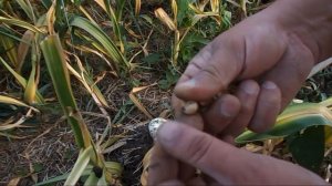 Чеснок "Рокамболь" (Египетский лук). Сбор урожая,и особенности выращивания данного сорта !!!