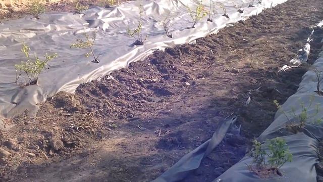 Начало закладки плантации голубики (часть 4 ) смотреть онлайн