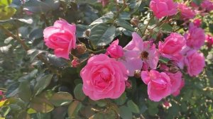 ? "Mein schoner Garten", Kordes 1997. Роза - пережившая пересадку в 15-летнем возрасте.