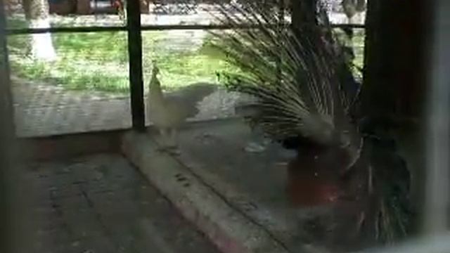 Павлин распустил свой хвост смотреть онлайн