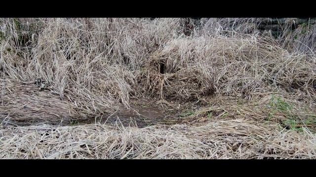 Unclogging Culvert Hidden Under Grass