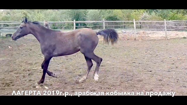 Продажа лошадей тел., WhatsApp +79883400208 (ЛАГЕРТА 2019г.р.) смотреть онлайн