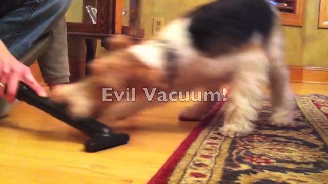 What's it like to own a Wire Fox Terrier? смотреть онлайн
