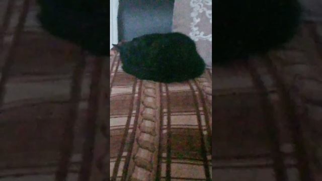 Кошка спит или дремлет