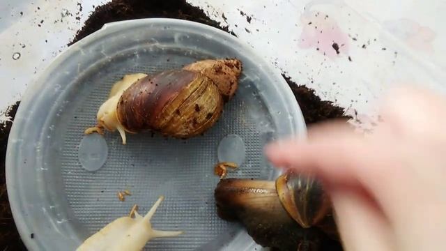УЛИТКИ АХАТИНЫ. ЧЕМ КОРМИТЬ УЛИТОК АХАТИН. Гаммарус — вкусняшка для улиток и источник белка. смотреть онлайн