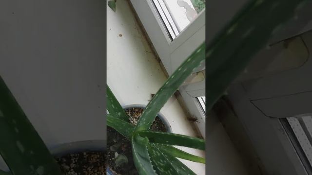 Матки Шершней из моего Гнезда Шершней, Спариваются в Квартире,часть1 смотреть онлайн