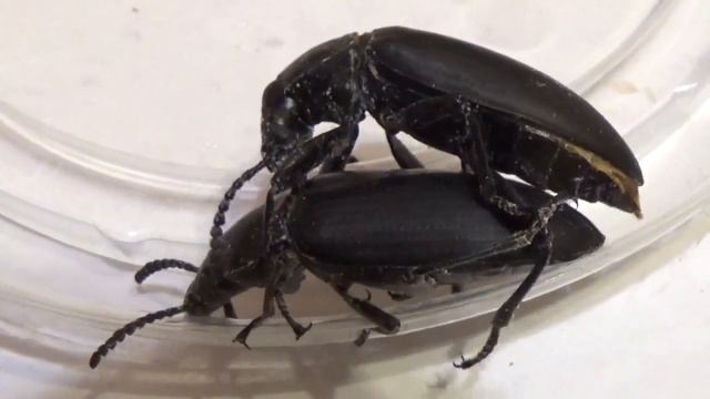 Как Содержать Жука Зофобаса в Культуре? Эта Свадьба Жуков-Чернотелок Zophobas atratus Пела и Играла смотреть онлайн
