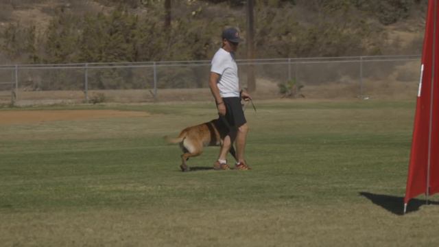 DOBERMAN PINSCHER VS. BELGIAN MALINOIS: BATTLE OF PROTECTION DOGS