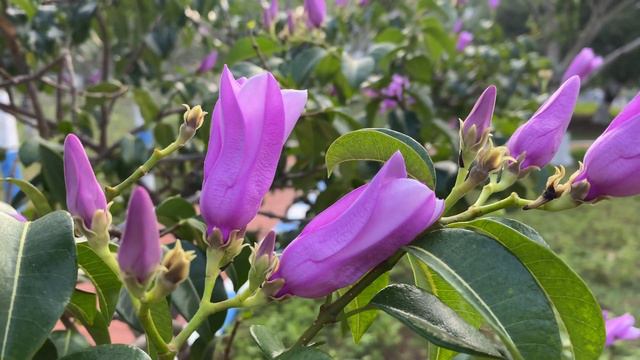 4K Video: Purple Madagascar Rubber Vine ( Cryptostegia grandiflora ) flower - Free Stock Footage смотреть онлайн