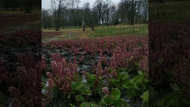 Белокопытник. 06.05.2021 смотреть онлайн