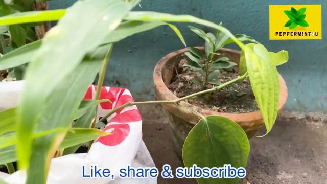 Pseudomonas application and its uses / Malayalam смотреть онлайн