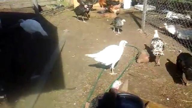 Цезарь и Цезаревичи