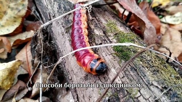 Шашель пахучий | Як виглядає гусінь шкідника? смотреть онлайн