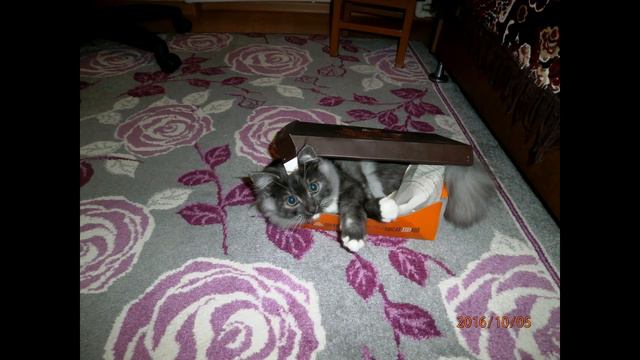 Детские фото Кота Тишки