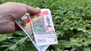 ОСНОВНАЯ КАЛИЙНАЯ ПОДКОРМКА КАРТОФЕЛЯ ВО ВРЕМЯ ЦВЕТЕНИЯ